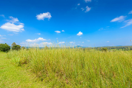 Thung 童沙伦国家公园, 春天, 草原森林和高山的自然背景与蓝天白云在春季下午在 Phetchaboon, 泰国