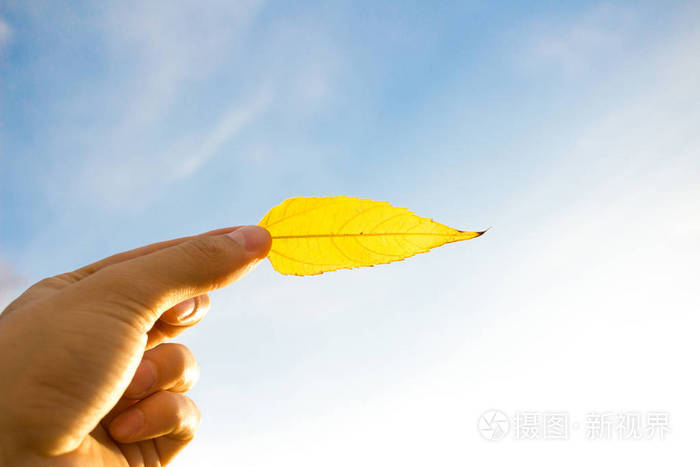 手拿着褪色的黄叶在天空背景。秋季季节组成