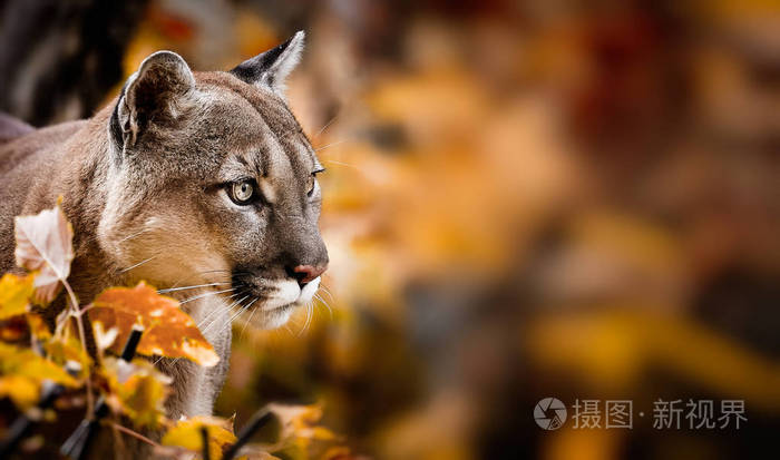 秋天森林中美丽的美洲豹的肖像 美洲美洲狮 山狮 引人注目的姿势 在树林里的场景 野生动物美洲照片 正版商用图片0tx69o 摄图新视界