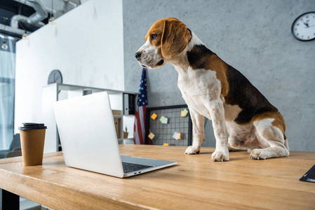 可爱的猎狗坐在桌子上与一次性咖啡杯和笔记本电脑在现代办公室照片