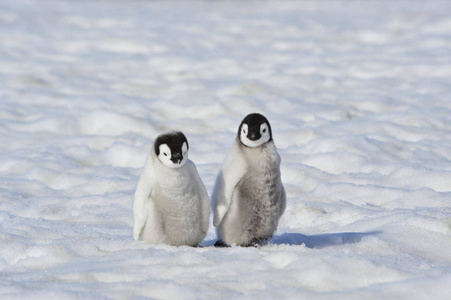 在南极的帝企鹅