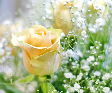 美丽的花束的黄玫瑰和白色的小花与模糊的背景