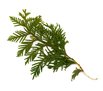 干燥平的 thuja sprig 查出在白色背景平的放置和顶视图。一本书中干燥的仙人掌科绿色小枝工作室照片