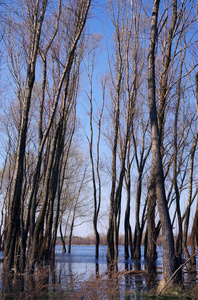 树木和河流在春季的一天