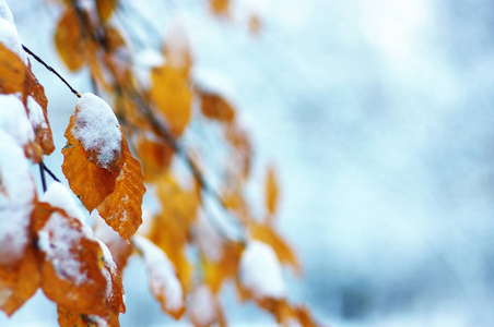 雪中的黄叶。晚秋和初冬。模糊的自然背景与浅 dof