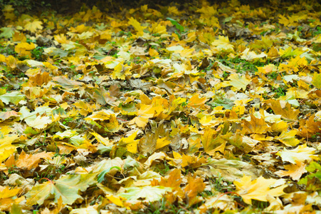 秋天的枫叶地毯