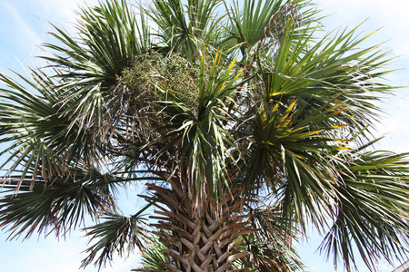 棕榈树的冠