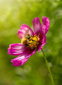 科斯梅亚花蜂