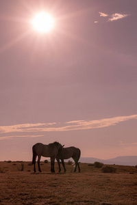 野马在科罗拉多州高沙漠日落图片