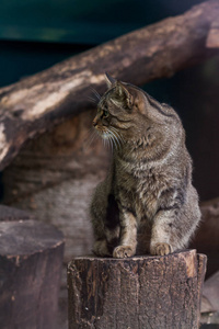 森林猫坐在一个树桩上关闭