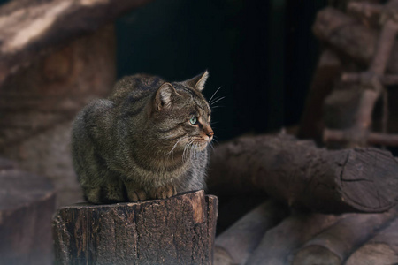 森林猫坐在一个树桩上关闭图片