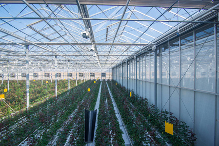 大型工业温室和玻璃屋顶与荷兰玫瑰, 总体规划