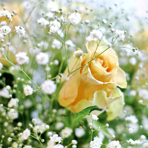 美丽的花束的黄玫瑰和白色的小花与模糊的背景