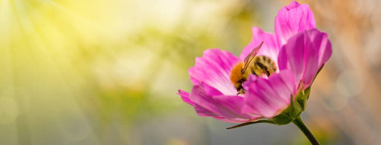 科斯梅亚花蜂