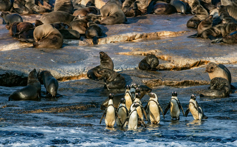 海豹岛上的非洲企鹅。非洲企鹅, 也被称为驴企鹅和黑脚企鹅。在背景上的海角毛皮海豹的殖民地。假海湾。南非