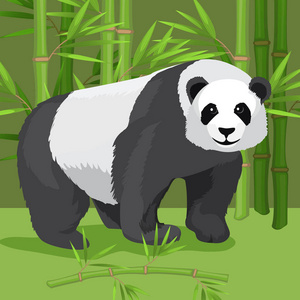 重型熊猫站立在爪子，竹背景的黑色和白色
