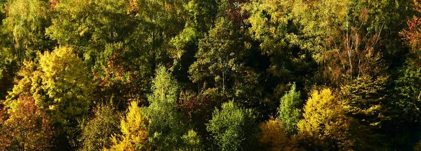 阳光下的秋色山毛榉树景观