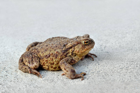 地面蟾蜍图片