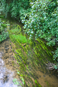 一些绿色的芦苇在溪水中流动图片
