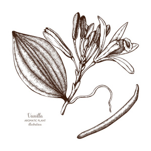 植物素描图片 植物素描素材 植物素描插画 摄图新视界