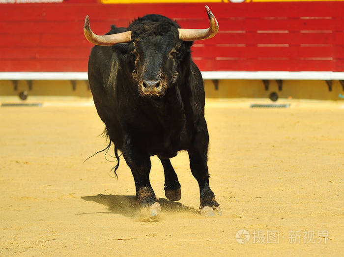 斗牛在西班牙与大公牛