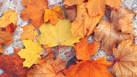 秋枫叶在混凝土背景明亮的秋季背景照片在全回转