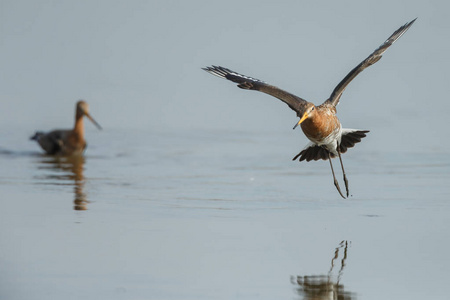 黑尾 godwits