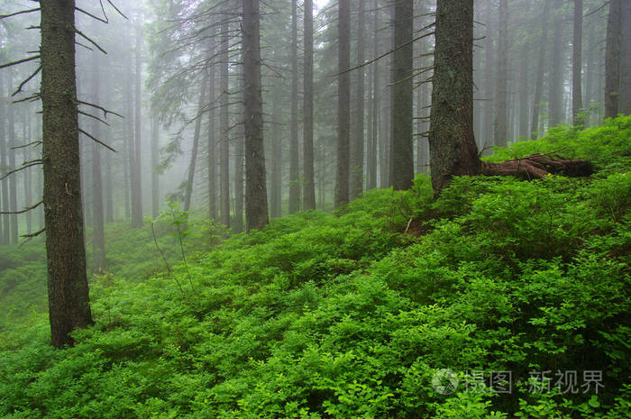 树木在森林和雾