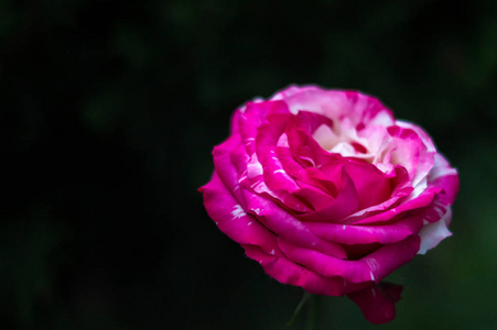 美丽的二色的玫瑰色