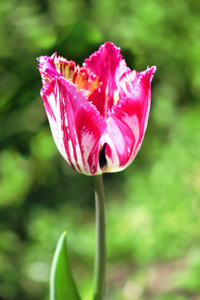 粉色郁金香春天的花园里