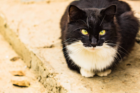 黑猫白猫 黑猫白猫素材图片 黑猫白猫图片素材下载 摄图新视界xsj 699pic Com 黑猫白猫 黑猫白猫素材图片 黑猫白猫图片素材下载 摄图新视界xsj 699pic Com
