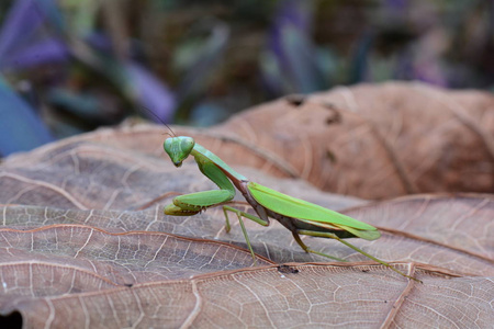 绿螳螂卡通人物螳螂关闭了螳螂昆虫绿螳螂白色背景上孤立的折纸螳螂