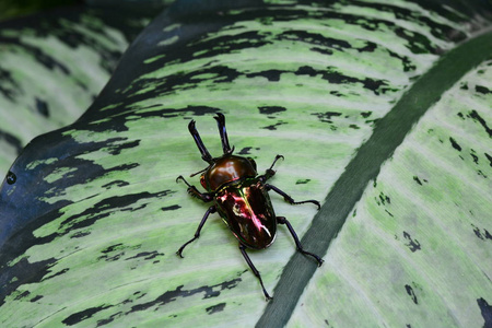 彩虹锹虫肖像照片