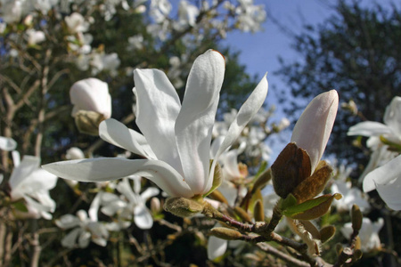 白色的 Makgnolia 花, 背景上有树和蓝天