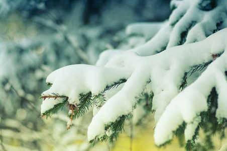 冬天被雪覆盖的云杉树枝