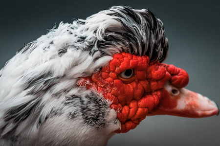 于创城手抄报图片