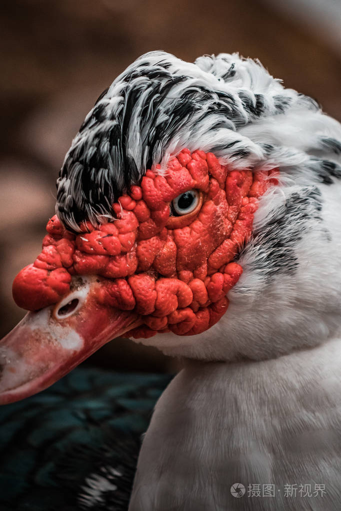 眼睛紧, 鲜艳的色彩, 城