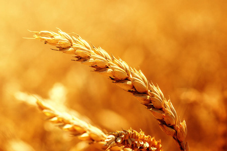 小麦和太阳领域