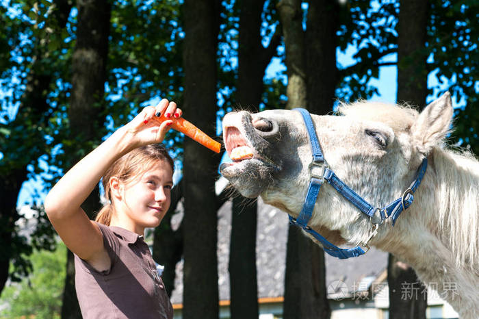 饿了滑稽的马吃美味胡萝卜