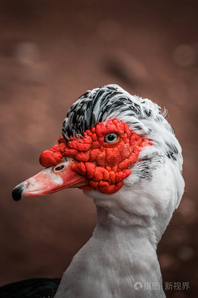 美丽的红头莫斯科鸭cyinamoschata一种原产于墨西哥中部和南美洲的
