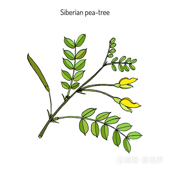 西伯利亚柠条锦鸡儿立插画-正版商用图片0txzx9-摄图新视界