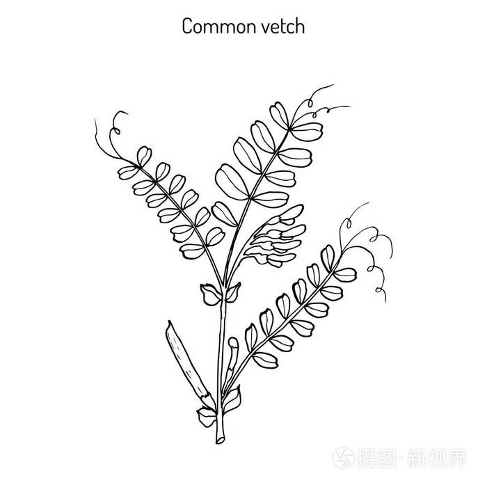 箭舌豌豆蚕豆豌豆插画-正版商用图片0txzxr-摄图新视界