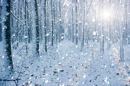 冬天森林在太阳和树在雪