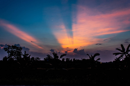 黄昏的树后的夕阳