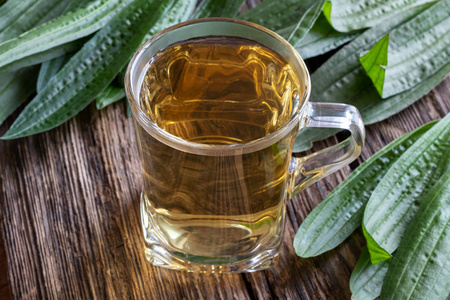 一杯新鲜植物止咳的油茶图片