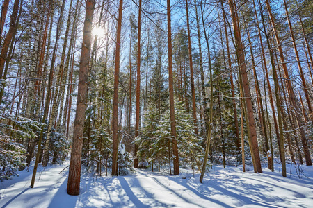 雪中的树。冬天的森林。圣诞节背景。阳光