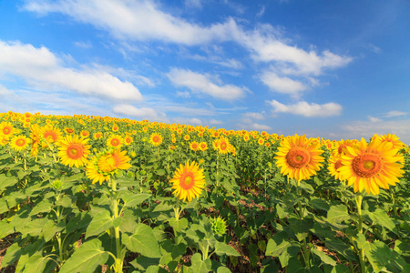 在蓝色天空下的向日葵田间的景色自然夏天照片