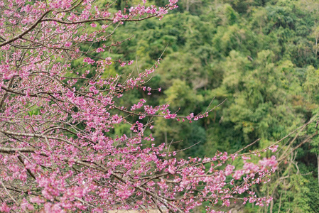 美丽的樱花或樱花花背景，软焦点