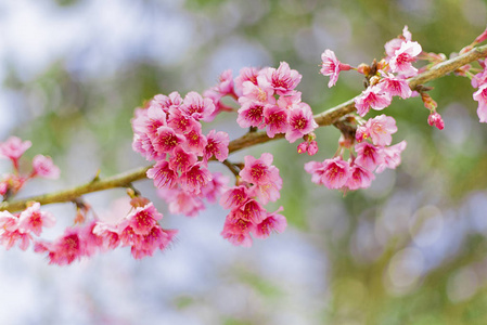 美丽的樱花或樱花花背景，软焦点