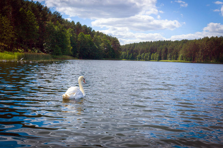 天鹅在风景秀丽的立陶宛乡村湖中游泳
